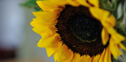 Sunflower :: Hafod Cae Maen